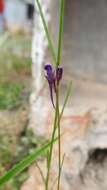 Image of Jersey toadflax