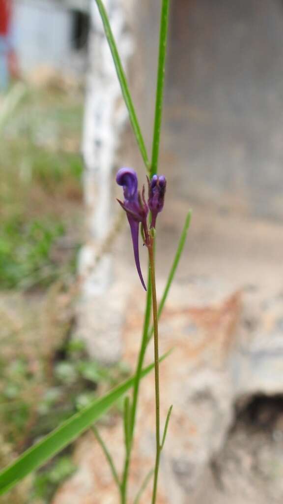 Sivun Linaria pelisseriana (L.) Mill. kuva