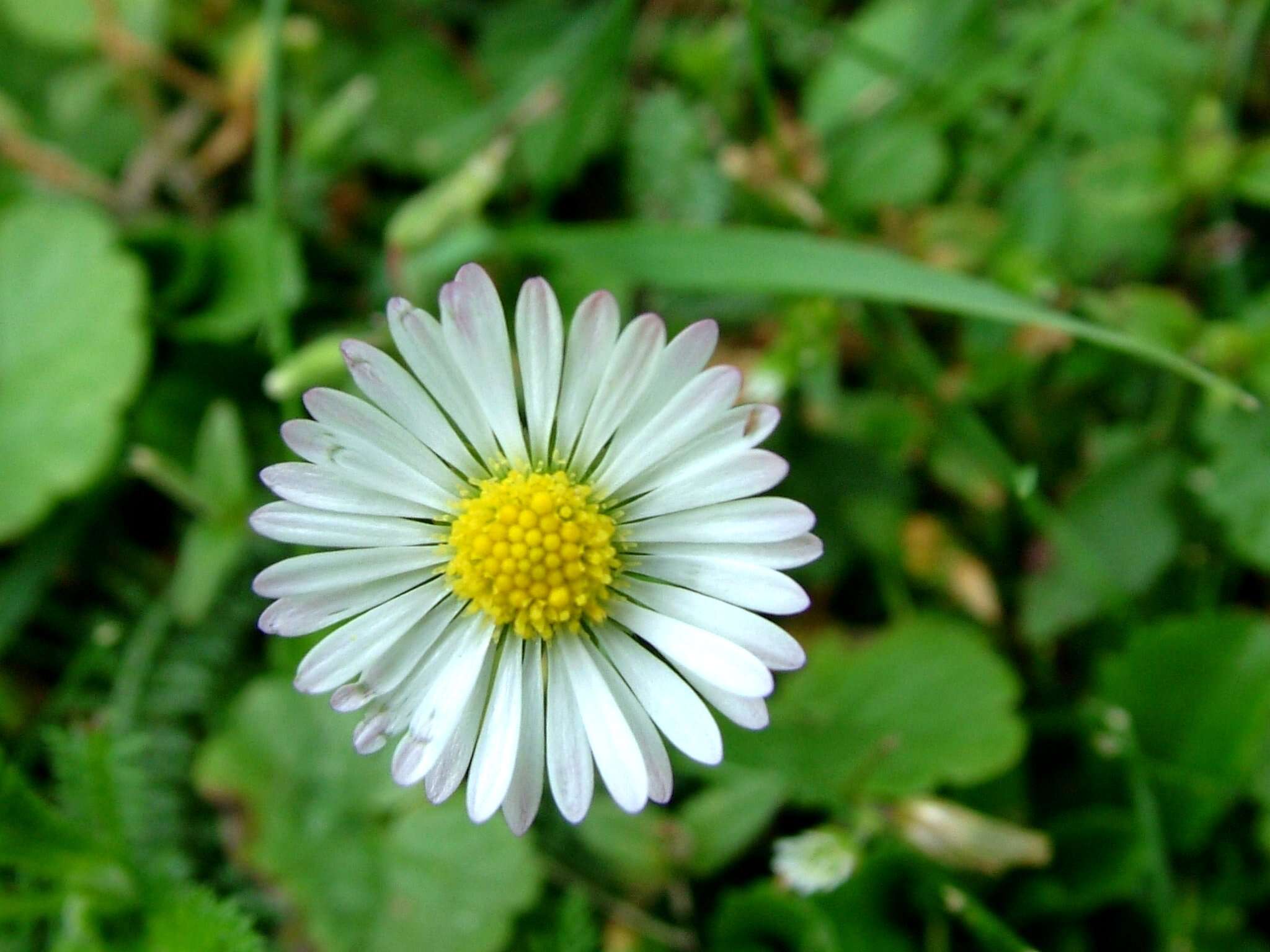 Image of Daisy