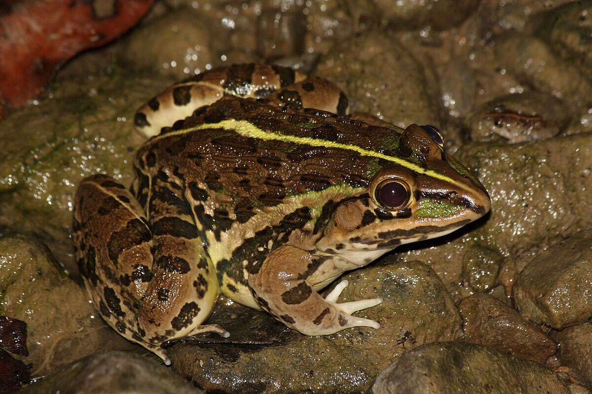 Image of Bull Frog