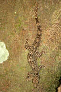 Image of Flat-tailed House Gecko