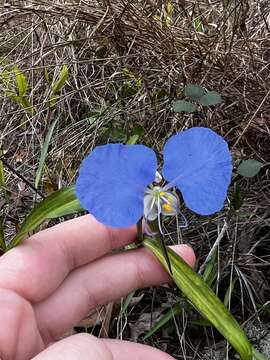 Image of whitemouth dayflower