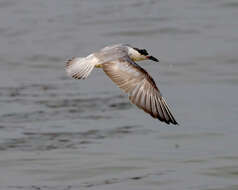 Image of Whiskered Tern