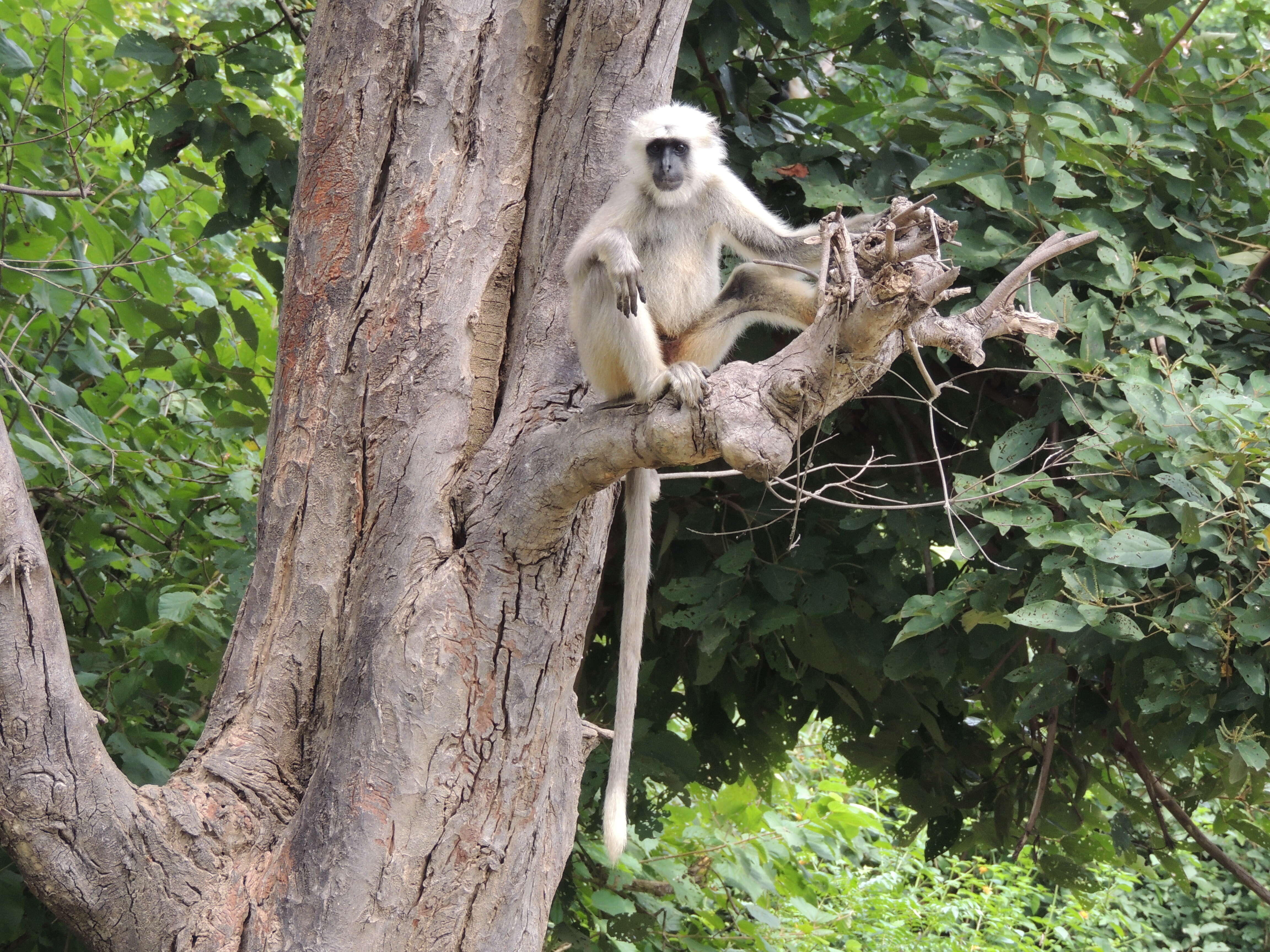 Image of Gray Langur