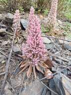 Image of Orostachys fimbriata (Turcz.) Berger