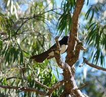 Image of Willie Wagtail