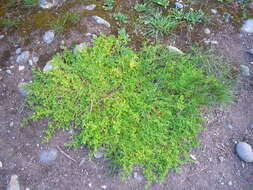 Image of Creeping Watercress