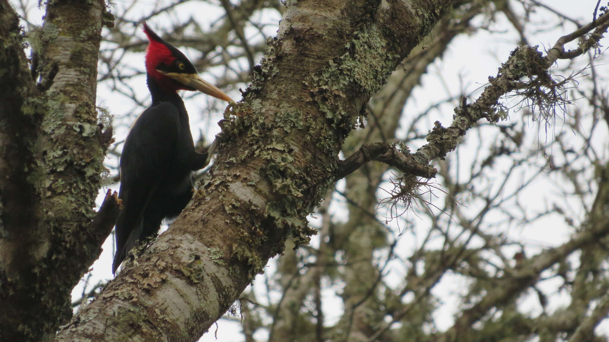 Image of Cream-backed Woodpecker