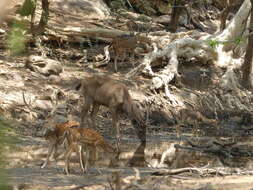 Image de Antilope Pallas 1766