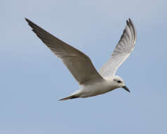 Image of Gull-billed Terns