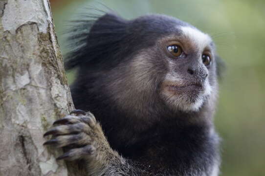 Image of Black-pencilled Marmoset