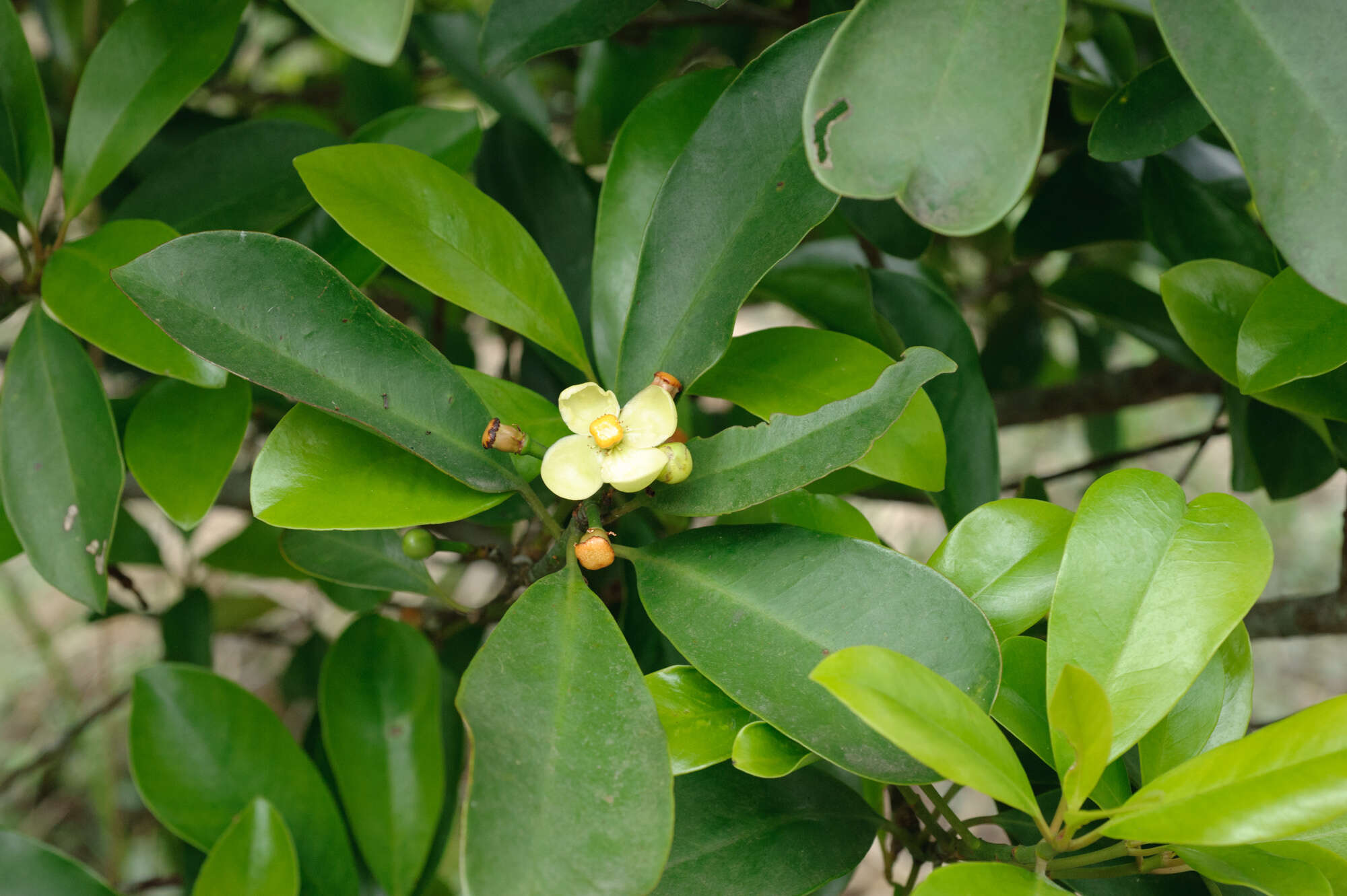 Image of garcinia