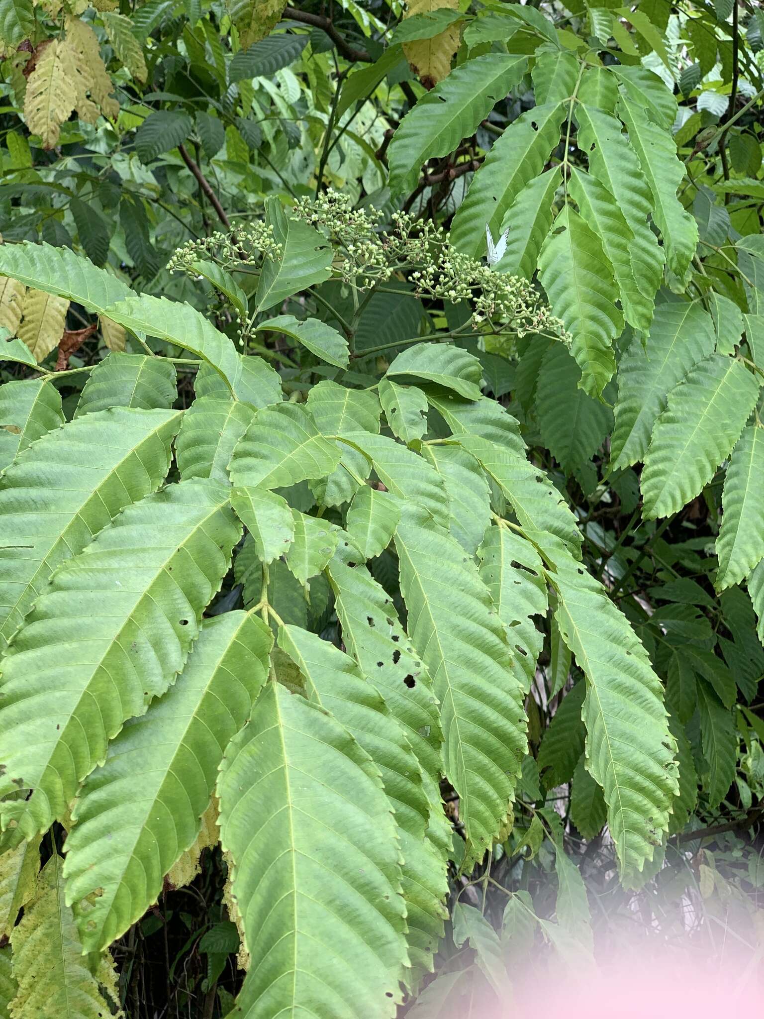 Image of bandicoot-berry