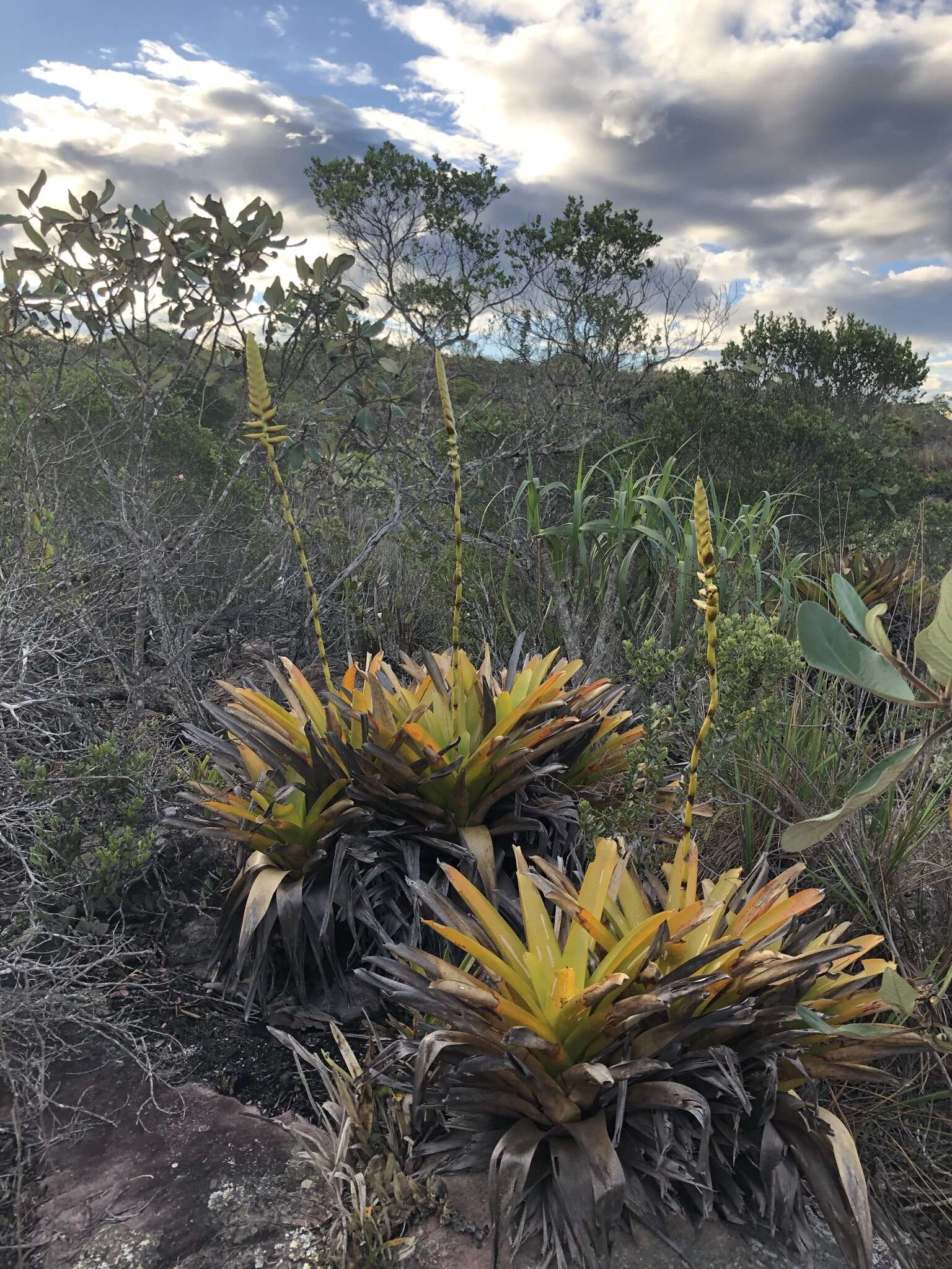 Image of Vriesea chapadensis Leme