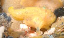 Image of Bougainville&#39;s frogfish