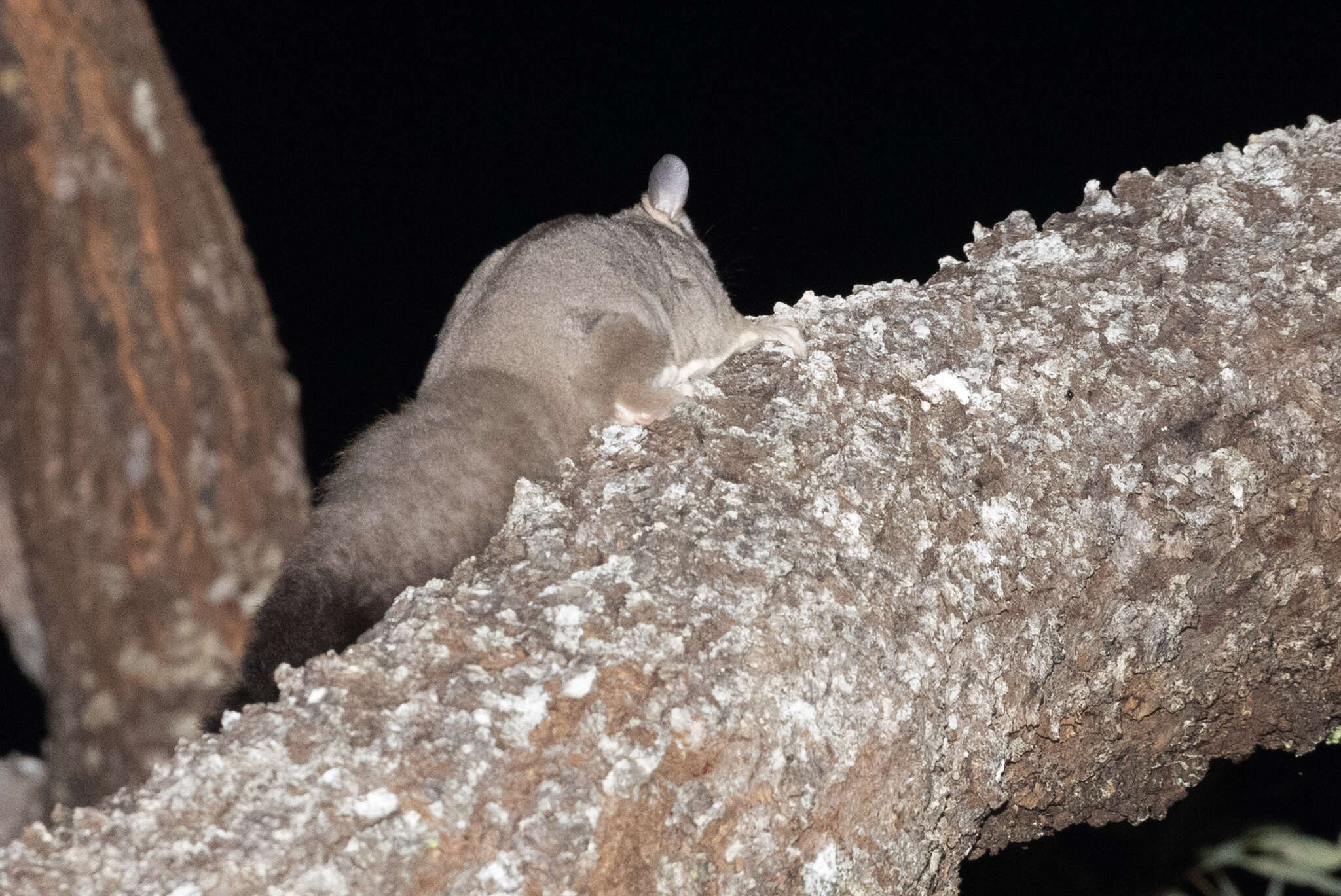 Image of Squirrel Glider