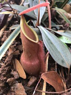 Image of Nepenthes vieillardii Hook. fil.