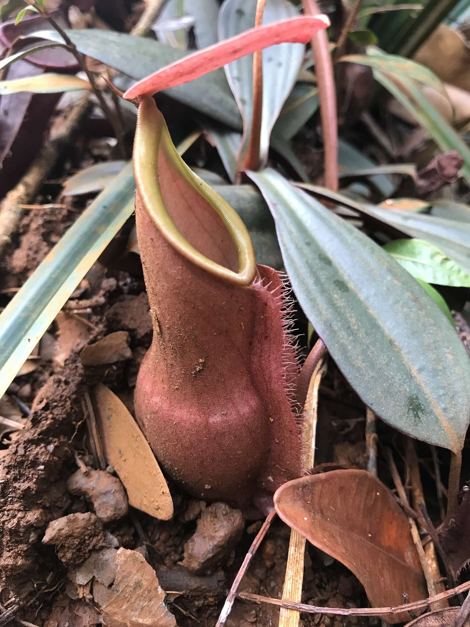 Image of Nepenthes vieillardii Hook. fil.