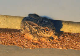 Image of Audubon's Cottontail