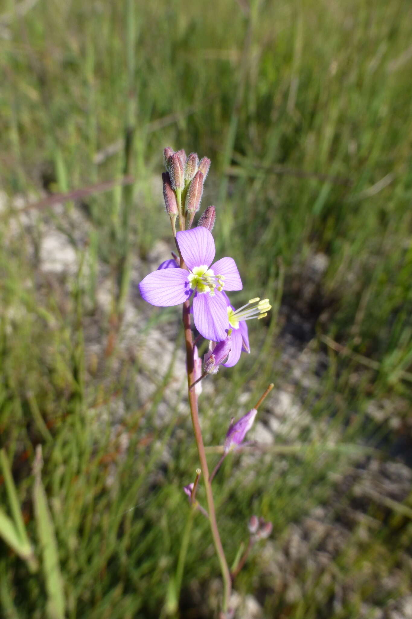 Image of Heliophila digitata L. fil.