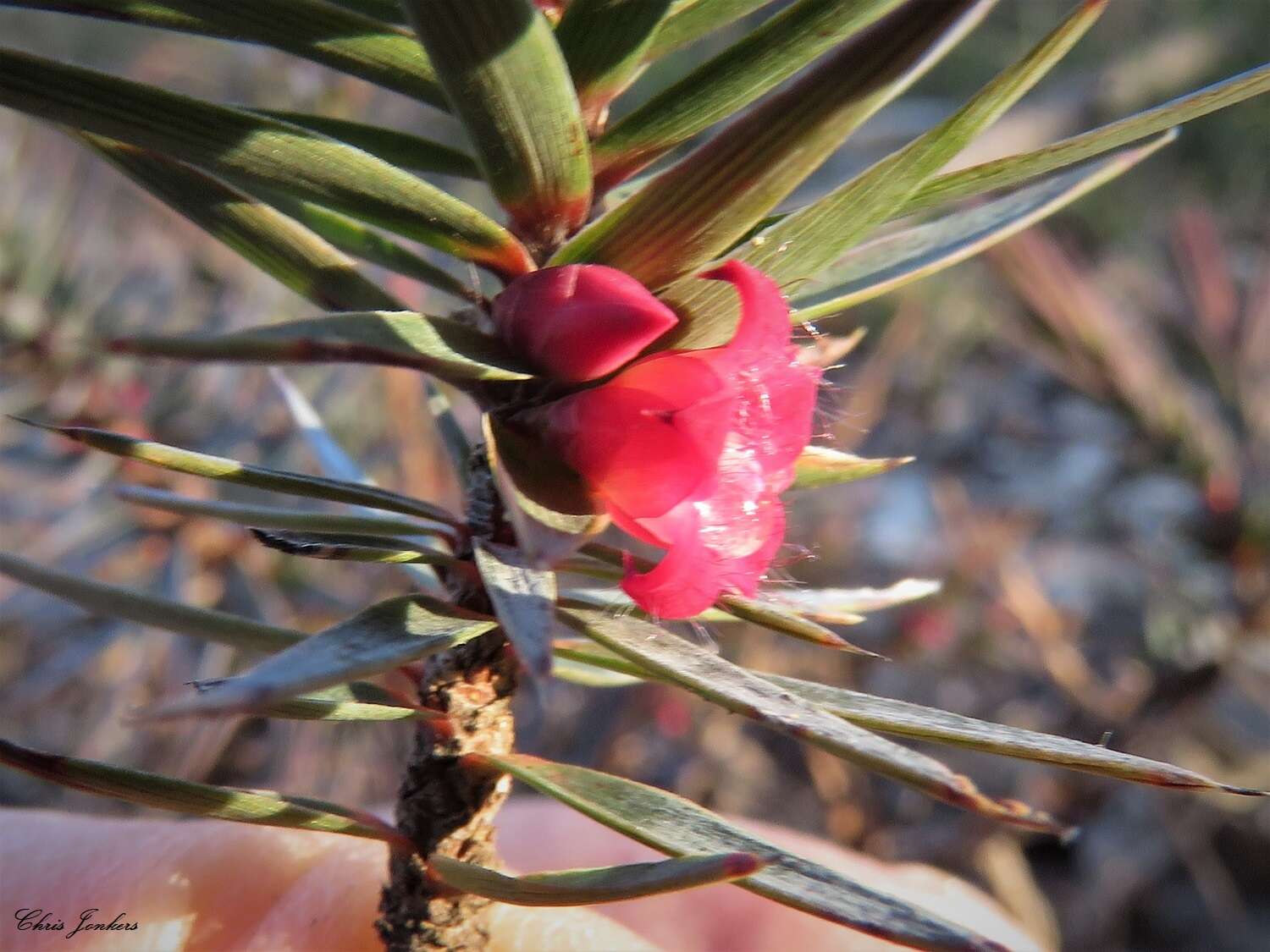 Imagem de Melichrus erubescens A. Cunn. ex DC.