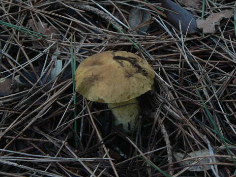 Image of Leccinellum lepidum (H. Bouchet ex Essette) Bresinsky & Manfr. Binder 2003