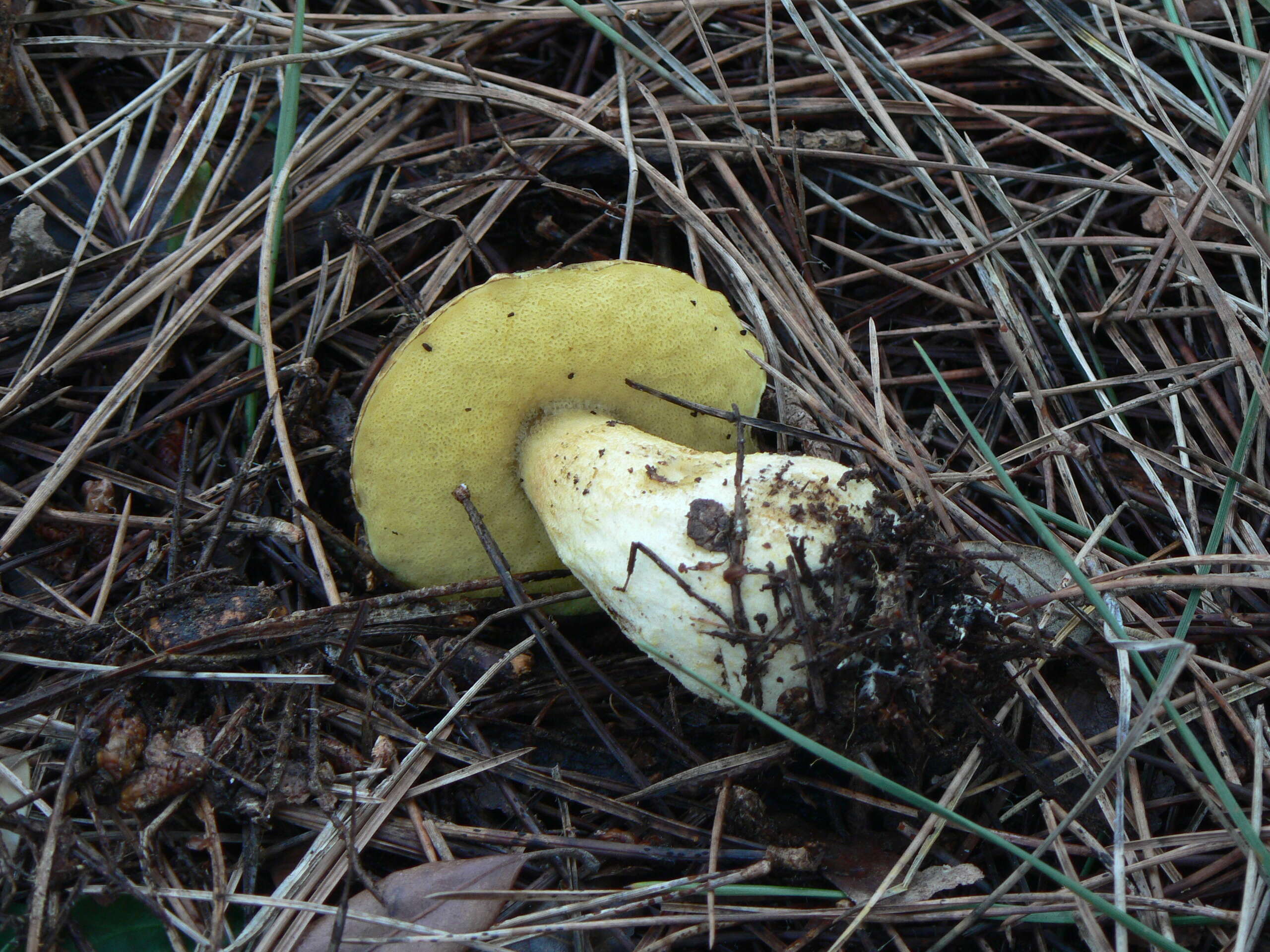 Image of Leccinellum lepidum (H. Bouchet ex Essette) Bresinsky & Manfr. Binder 2003