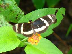 Image of Heliconius hewitsoni Staudinger 1875