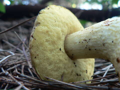 Image of Leccinellum lepidum (H. Bouchet ex Essette) Bresinsky & Manfr. Binder 2003