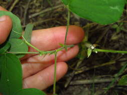 Desmodium canescens (L.) DC. resmi