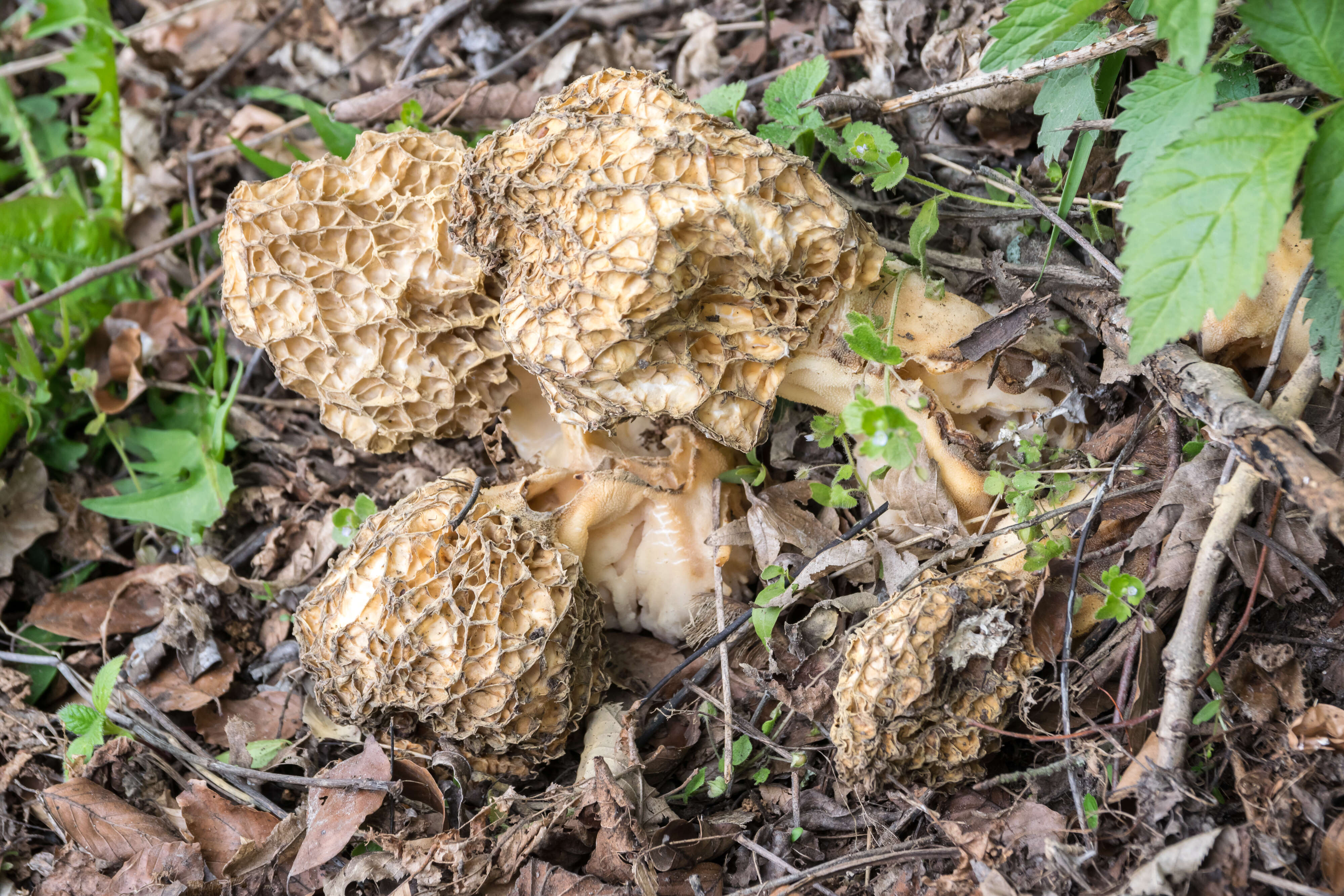 Imagem de Morchella esculenta (L.) Pers. 1801