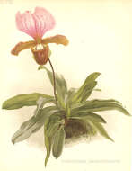Image de Paphiopedilum charlesworthii (Rolfe) Pfitzer