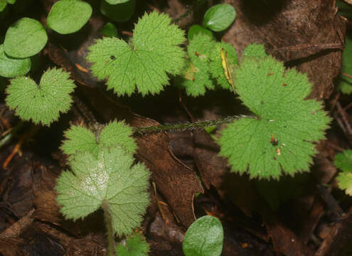 Image of musky marshpennywort