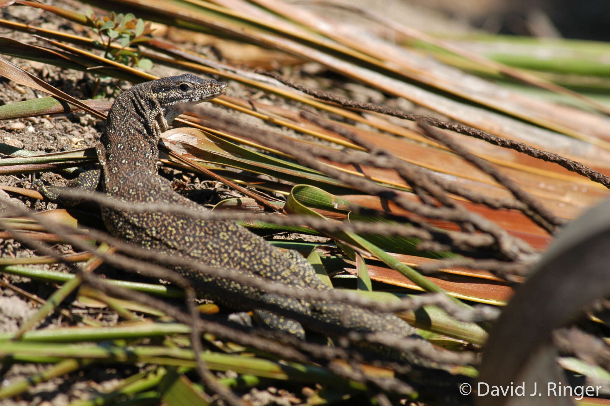 Imagem de Varanus timorensis Gray 1831