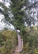 Image of English ivy