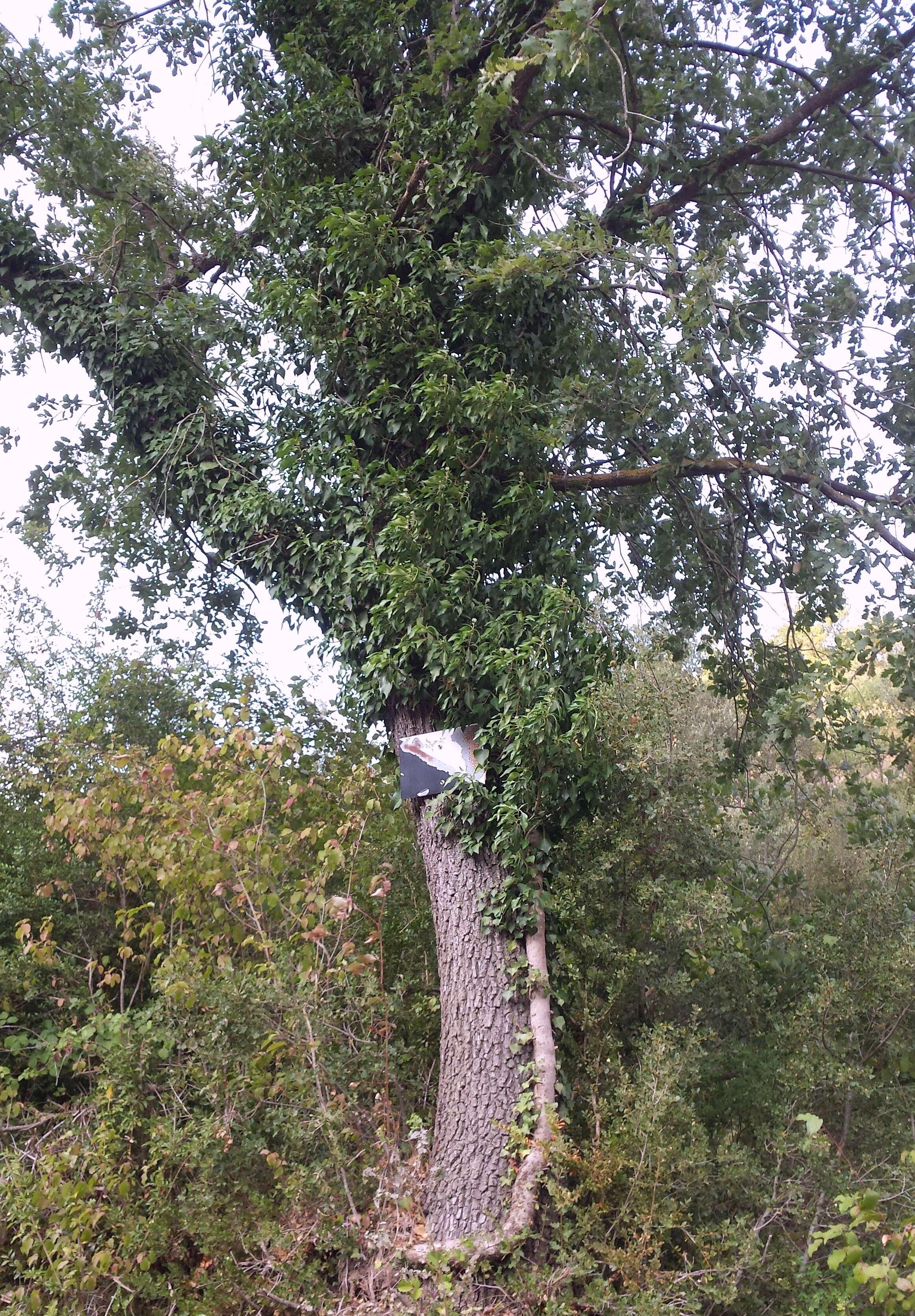 Image of English ivy