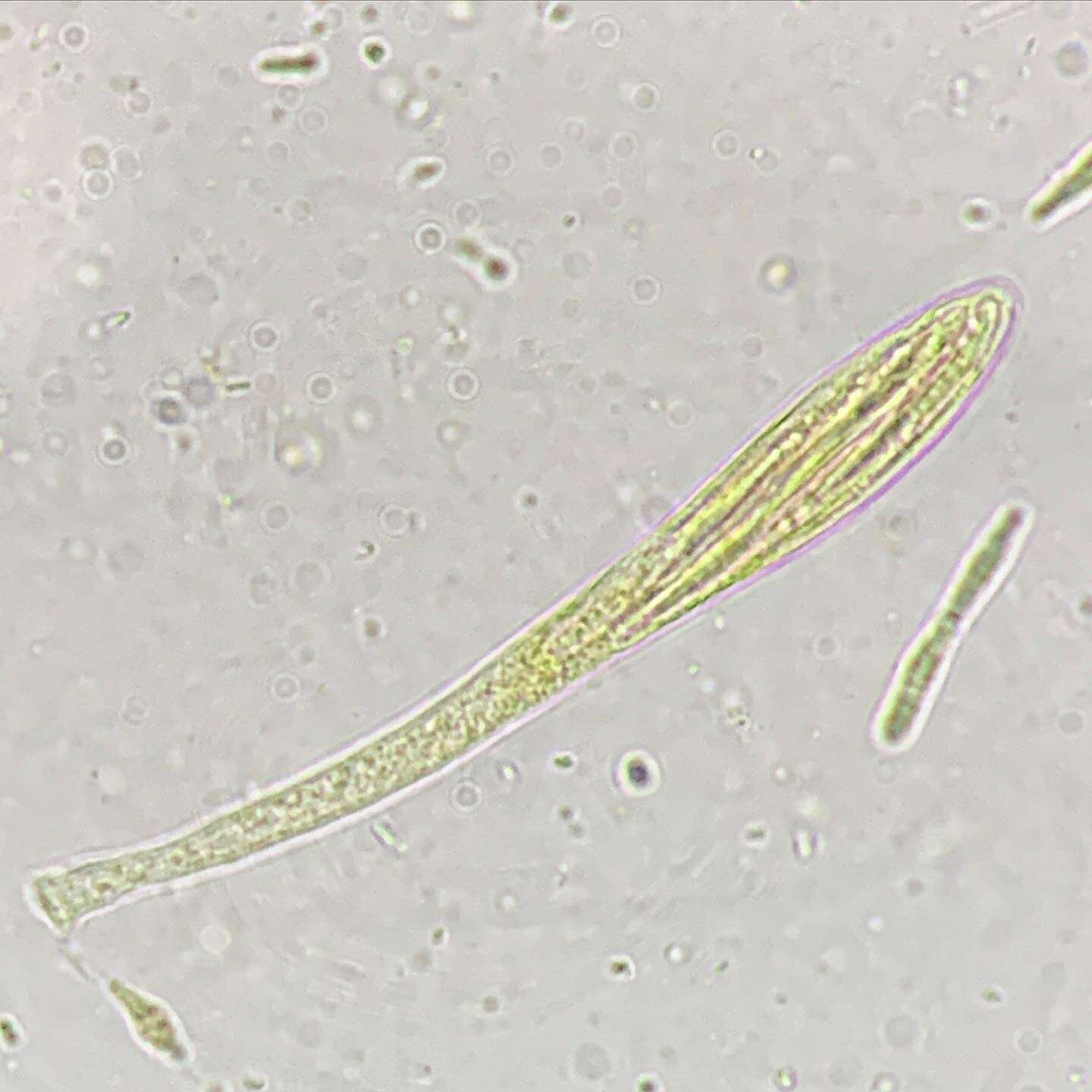 Image of Pachycudonia