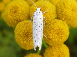 Imagem de Yponomeuta evonymella Linnaeus 1758