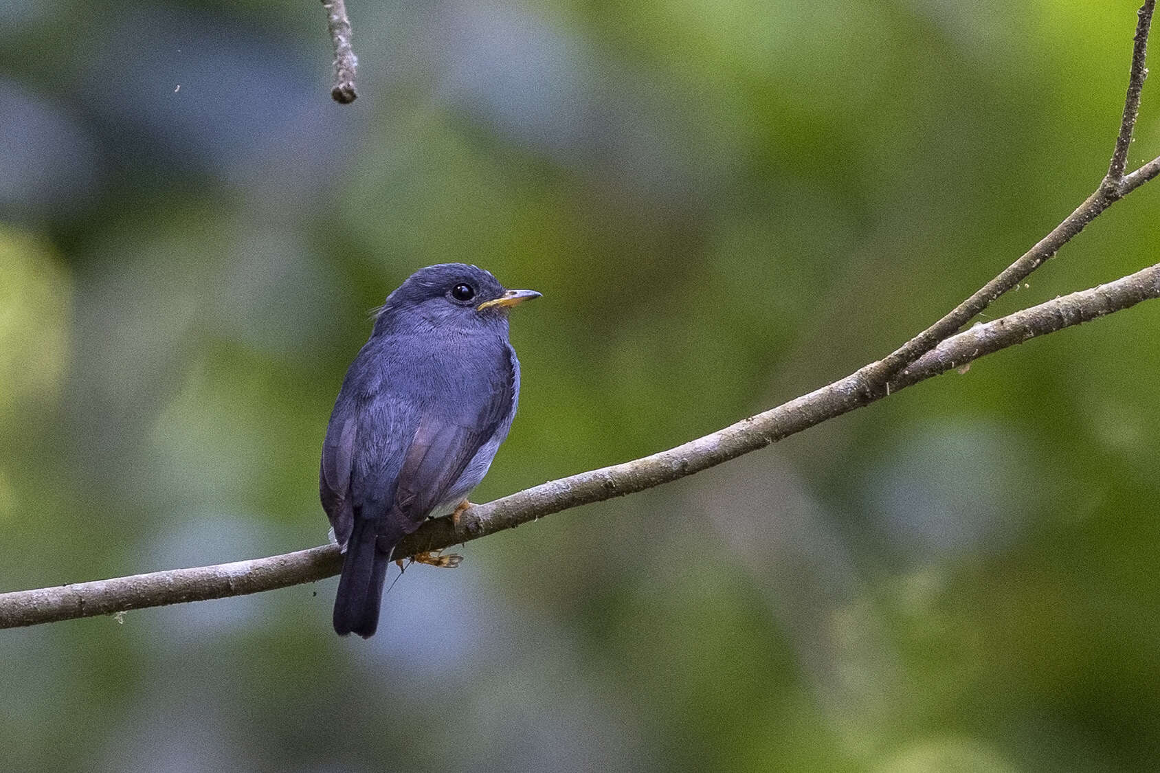 Plancia ëd Muscicapa sethsmithi (Van Someren 1922)