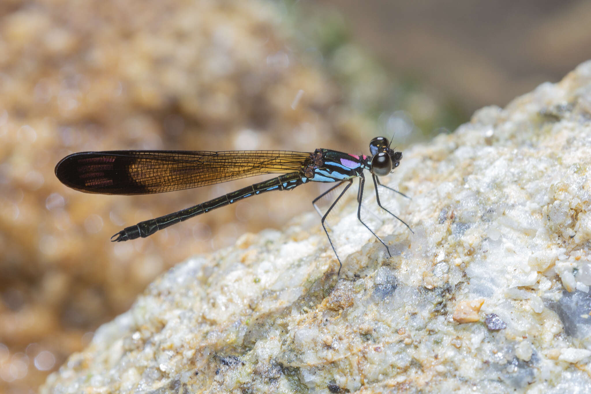 Image of Heliocypha biforata (Selys 1859)