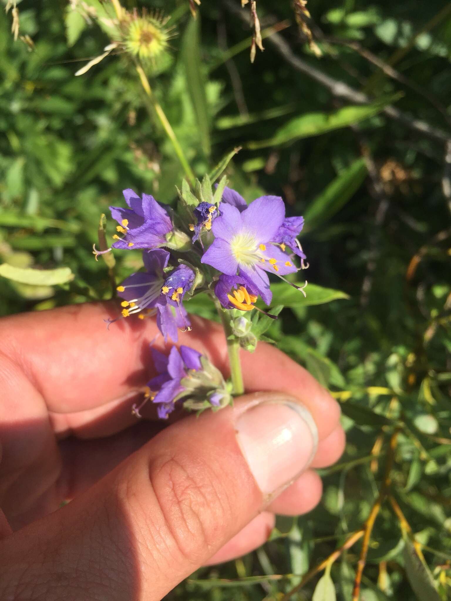 白花荵的圖片