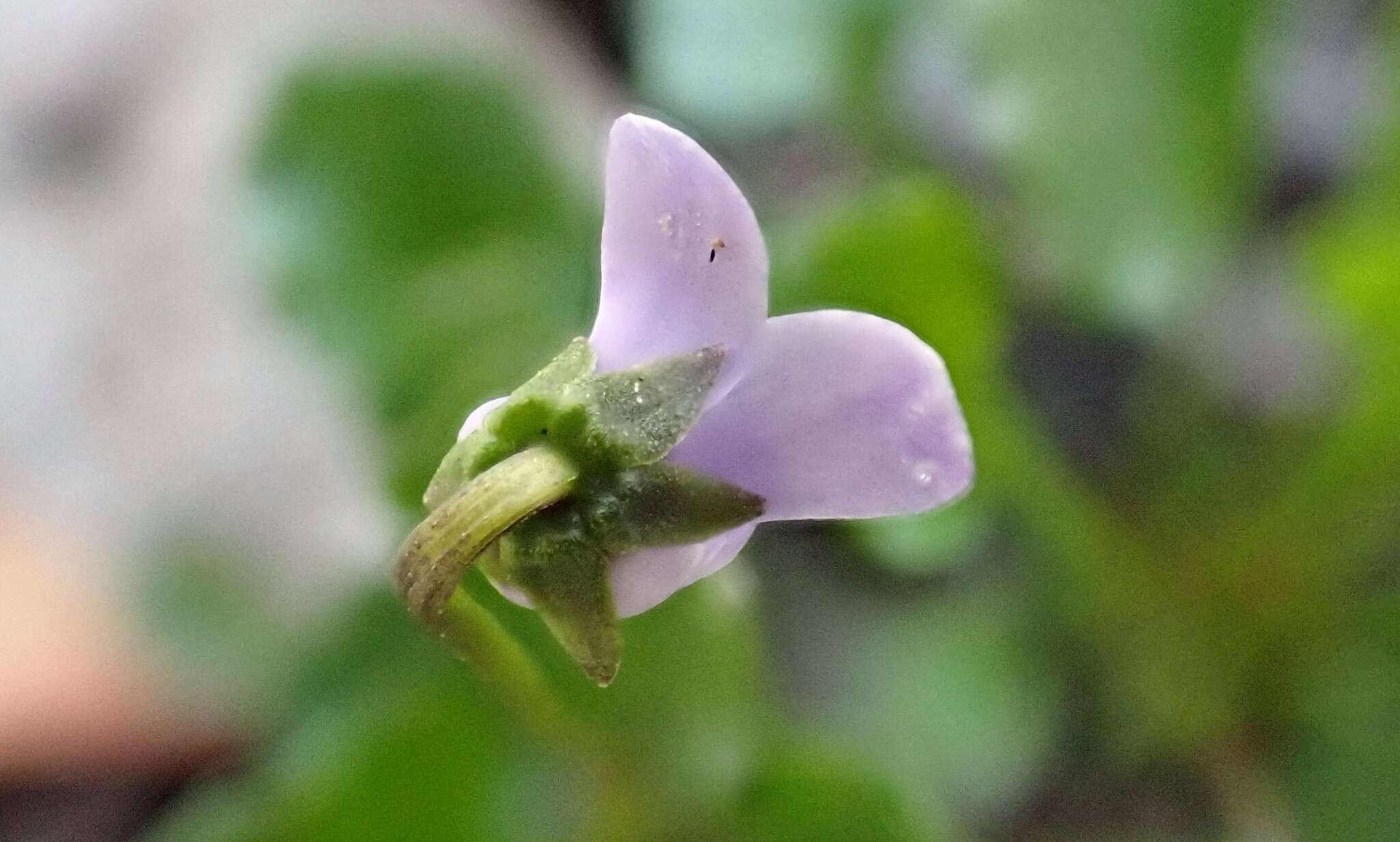 Image of Viola hederacea subsp. sieberiana (Sprengel) L. G. Adams