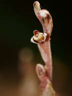Image de Danhatchia australis (Hatch) Garay & Christenson