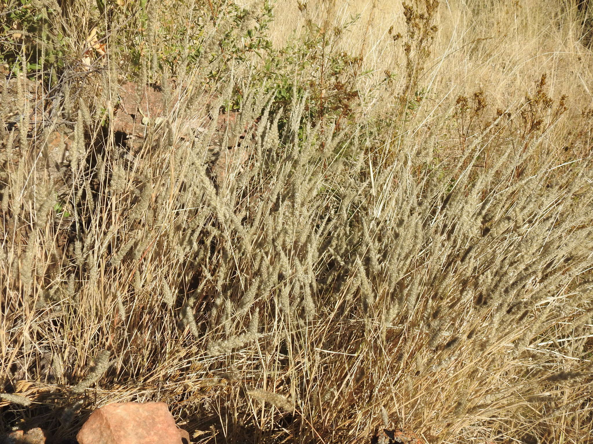 Image of soft feather pappusgrass