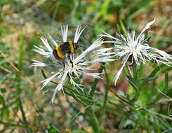 Image de Centaurea napulifera Rochel