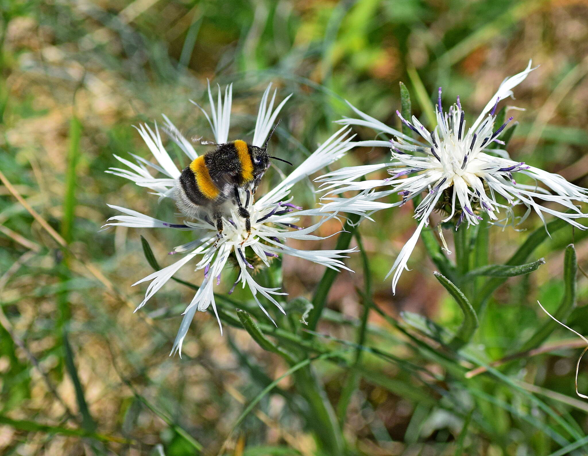 Слика од Centaurea napulifera Rochel