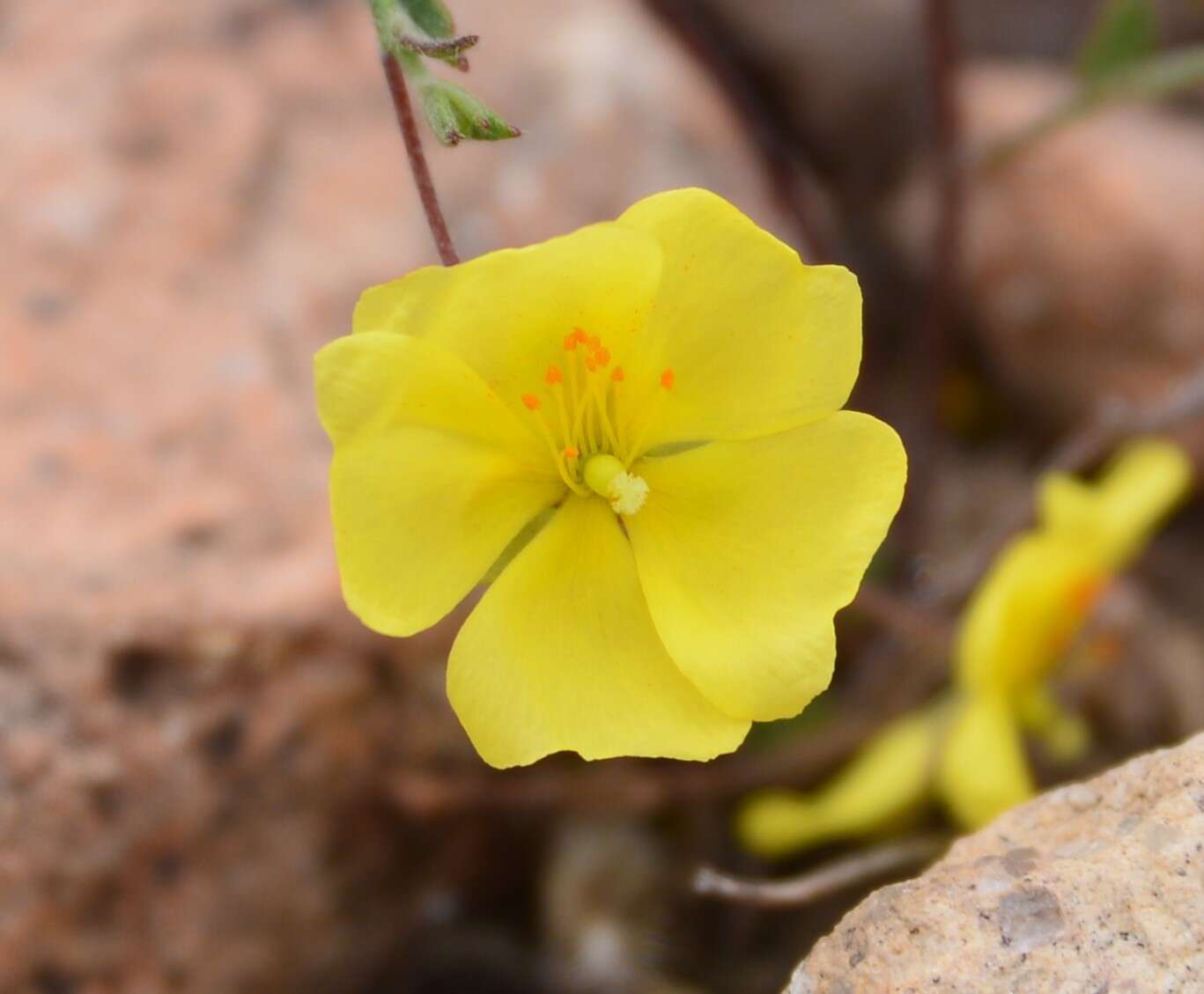 Crocanthemum pugae (G. Calderón de Rzedowski) resmi