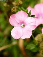 Image of Linum pubescens Banks & Solander