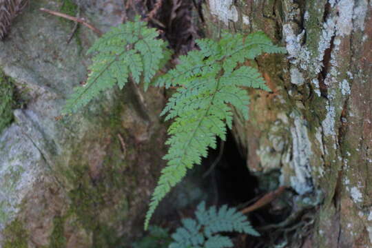 Sivun Leucostegia truncata (D. Don) Fraser-Jenk. kuva