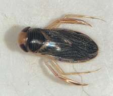 Image of Corisella edulis (Champion 1901)